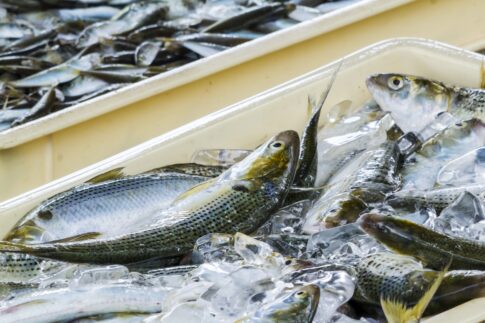 【解約方法】産直アウルを確実に解約する手順と注意点を完全ガイド